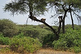 The famous tree climbing lions in Lake Manyara